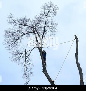 Un uomo taglia alti rami di albero, un foresterer con una motosega libera un albero di alti rami grezzi pericolosi, lavoro in altezza, pericolo per la vita e un uomo cli Foto Stock