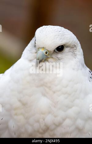 Ritratto di primo piano in gyrfalcon (Falco rusticolus) Foto Stock