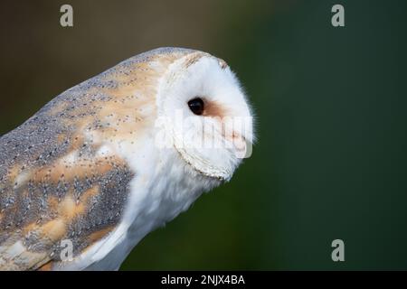 Gufo di fienile (Tyto alba) ritratto Foto Stock