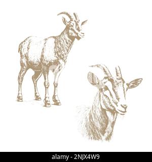 Capra. Serie di animali da fattoria. Grafica, disegno a mano. Schizzo. Stile di incisione vintage. Progettazione per il confezionamento di prodotti agricoli, segnaletica, pubblicità Illustrazione Vettoriale