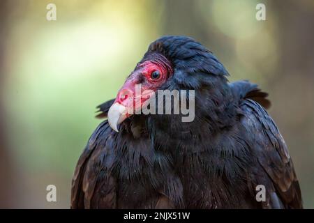 Tacchino avvoltoio (aura Cathartes) con sfondo sfocato. Foto Stock