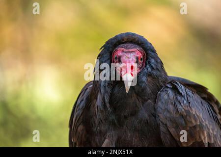 Tacchino avvoltoio (aura Cathartes) con sfondo sfocato. Foto Stock