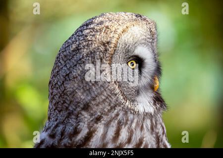 Grande gufo grigio (Strix nebutilosa), noto anche come gufo grigio grande Foto Stock