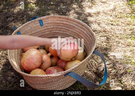 Bambino che tiene un Pomegranate appena raccolto in campagna Foto Stock