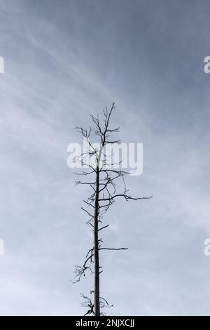 Un ampio scatto di un albero senza foglie scuro su sfondo blu cielo, fotografia minimale. Foto Stock