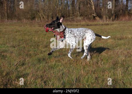 Puntatore inglese mix giocare in un prato, vista laterale Foto Stock