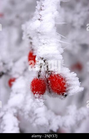 Rosa (spec. Rosa), fianchi di rosa con brina di zoccoli Foto Stock