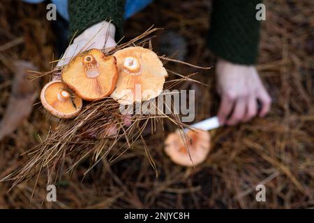Persona irriconoscibile con funghi con tappo di latte allo zafferano d'arancia nella raccolta a mano di funghi mentre si cammina nella foresta Foto Stock