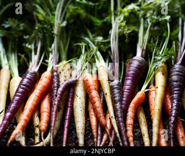 Vista dall'alto di un mazzo di carote di arcobaleno fresche e biologiche su sfondo nero che rappresentano il concetto di cibo sano Foto Stock