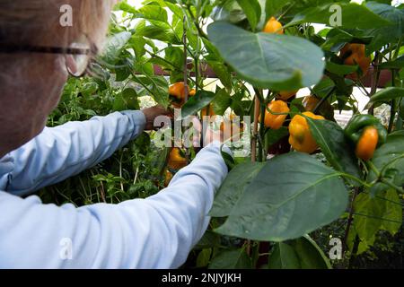 La donna più anziana raccoglie peperoni dolci in una serra a fine estate Foto Stock