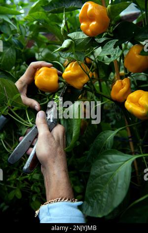 La donna più anziana raccoglie peperoni dolci in una serra a fine estate Foto Stock