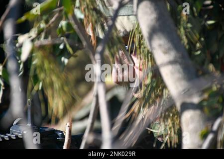 PORT HUENEME, Calif. (10 agosto 2022) costruttore 1st Classe Carl Esplin mans un pozzo di fuoco per un attacco simulato durante il Battaglione Navale per la costruzione di una Mobile (NMCB) 18 Field Training Exercise (FTX). La FTX è progettata per analizzare la capacità di costruzione di un battaglione, la logistica di spedizione e le operazioni di combattimento per supportare le principali operazioni di combattimento, la risposta ai disastri e l’assistenza umanitaria. Foto Stock