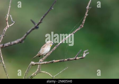 Grande Rann di Kutch, Gujarat, India, Sparrow dalla gola gialla, xanthocollis di Gymnoris Foto Stock