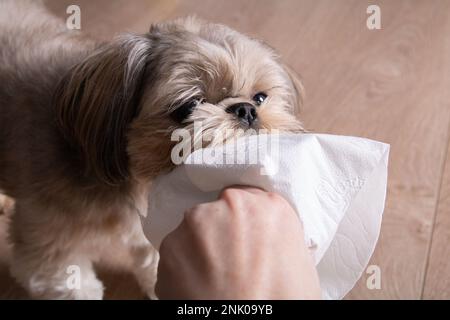 foto di una piccola razza di cane che tiene carta igienica nei suoi denti Foto Stock