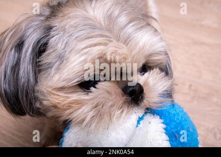 Foto Shih Tzu, un piccolo cane di razza, sta tenendo un giocattolo nei suoi denti Foto Stock