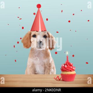 Cane carino con cappello da festa e delizioso cupcake di compleanno su sfondo azzurro Foto Stock