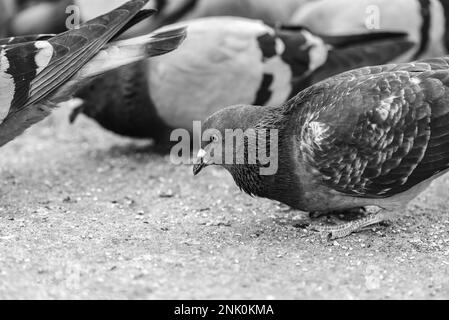 Dettagli di piccioni in un parco, primo piano, bianco e nero Foto Stock