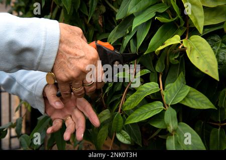 Donna anziana prugne con cesoie, una siepe di Jasmine sempreverde, Clematis e Honeysuckle in giardino suburbano inglese in estate Foto Stock