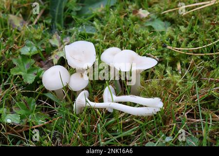 Cuphophyllus virgineus, conosciuto come il cappuccio di cera nevoso, fungo selvatico dalla Finlandia Foto Stock