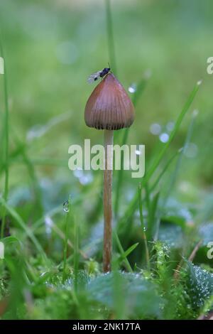 Psilocybe semilanceata, comunemente noto come campana liberty o fungo magico, fungo allucinogeno dalla Finlandia Foto Stock