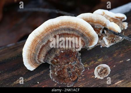 Trametes versicolor, comunemente chiamato la coda di tacchino o tacchetto, un fungo di staffa dalla Finlandia Foto Stock