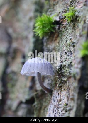 Mycena pseudocorticola, un fungo del cofano finlandese, nessun nome inglese comune Foto Stock