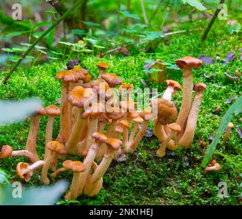 Famiglia di funghi agarici miele in muschio Foto Stock