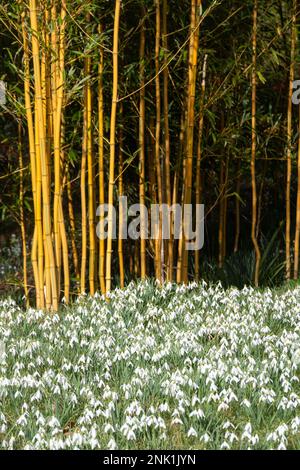 Gocce di neve e bambù colorato nei giardini della tenuta di campagna di Kingston Lacy a Dorset, Inghilterra, Regno Unito, nel mese di febbraio Foto Stock