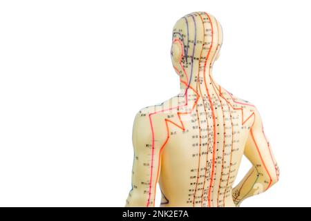 Vista posteriore del modello di agopuntura medica dell'uomo isolato su sfondo bianco Foto Stock