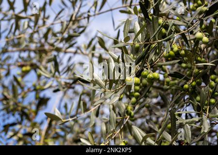 Ulivo con foglie. Raccolta delle olive. Stagione di raccolta per olive nere e verdi. Cibo sano naturale dagli alberi. Produzione di olio d'oliva. Foto Stock