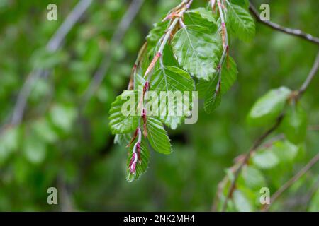 Rami con foglie primaverili faggio europeo Fagus sylvatica , fuoco selettivo. Pianta sfondo con foglie di primavera verde. Foto Stock