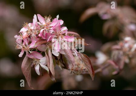 Malus niedzwetzkyana primo piano, fuoco morbido selettivo. Melo decorativo con fiori luminosi. Fiori viola nel giardino primaverile di alberi di mele da vicino Foto Stock