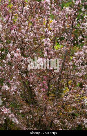 Malus niedzwetzkyana primo piano, fuoco morbido selettivo. Melo decorativo con fiori luminosi. Fiori viola nel giardino primaverile di alberi di mele da vicino Foto Stock