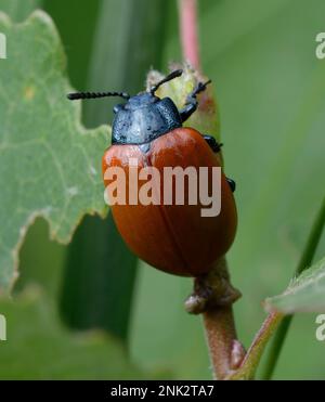 Scarabeo di foglie a spalla larga, Chrysomela populi, mangiando la foglia di un albero. Foto Stock