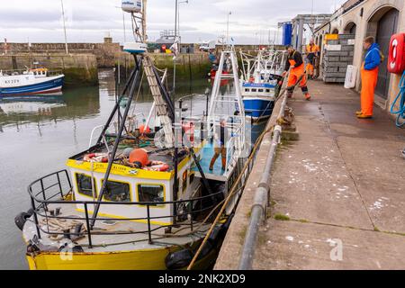 Porto di PITTENWEEM, SCOZIA, EUROPA - pescatori commerciali nel villaggio di pescatori sulla costa orientale della Scozia. Foto Stock