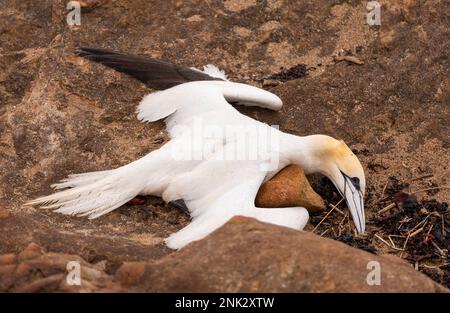 FIFE COASTAL PATH, SCOZIA, EUROPA - uccello Gannet del nord morto, sulla spiaggia del Fife Coastal Trail, vicino a Pittenweem. Influenza aviaria. Foto Stock