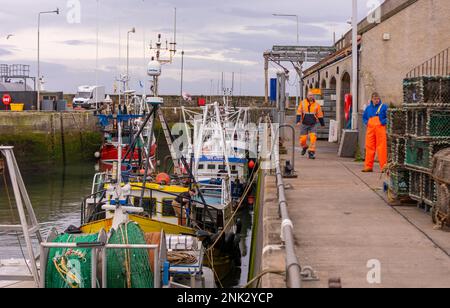 Porto di PITTENWEEM, SCOZIA, EUROPA - pescatori commerciali nel villaggio di pescatori sulla costa orientale della Scozia. Foto Stock
