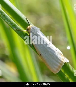 Moth il footman a quattro puntini, Cybosia mesomella, seduto su un fusto d'erba. Foto Stock