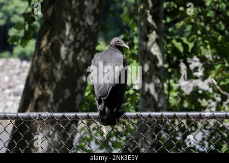 Un avvoltoio nero americano o vicoli pozzi lungo il bordo di una recinzione in Pennsylvania Foto Stock