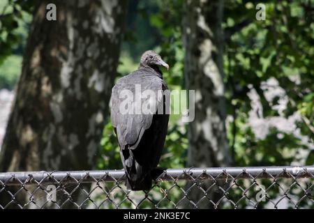 Un avvoltoio nero americano o vicoli pozzi lungo il bordo di una recinzione in Pennsylvania Foto Stock