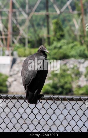 Un avvoltoio nero americano o vicoli pozzi lungo il bordo di una recinzione in Pennsylvania Foto Stock