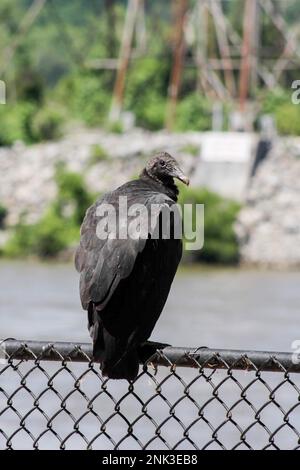 Un avvoltoio nero americano o vicoli pozzi lungo il bordo di una recinzione in Pennsylvania Foto Stock