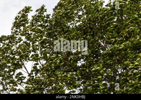 Ontano europeo nella foresta. Foglia di acero campo ondeggiante sul vento in natura in estate. Primo piano di foglie verdi. Foto Stock