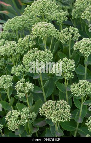 Orpine in primavera con foglie verdi solo .giovani germogli di orpina Sedum telephium. Belle piante verdi. Natura sfondo. Foto Stock