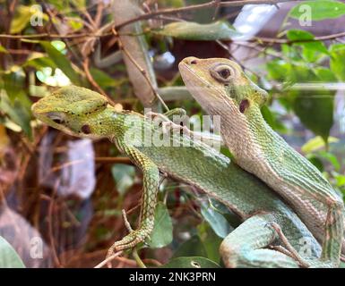 Iguana a testa conica (laemanctus longipes). Due iguane verdi nel terrario. Foto Stock