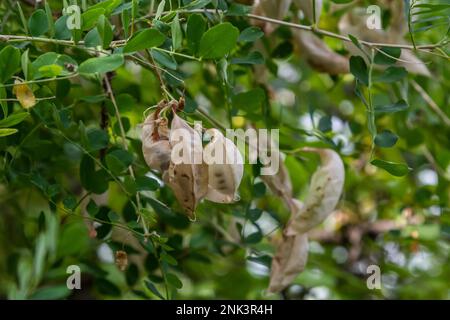 Flora dell'isola di Rab, Croazia. Vescica senna Colutea arborescens. È originaria dell'Europa e del Nord Africa. Cresciuto come un ornamentale, usato in architettura paesaggistica Foto Stock