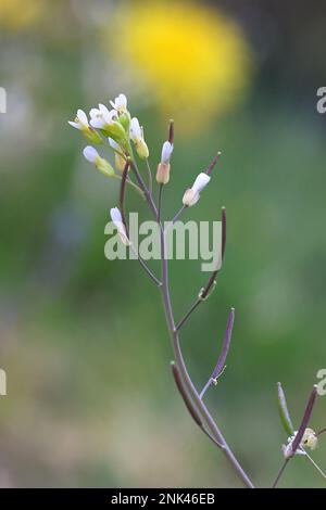 Thale Cress, Arabidopsis thaliana, conosciuta anche come mouse-orecchio crescione, Thale-Cress o parete crescione, fiore di primavera selvaggio dalla Finlandia Foto Stock