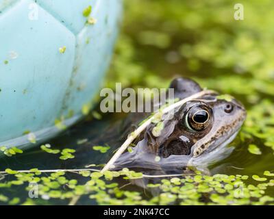 Frog comune, Rana temporaria tra frogspawn, in un laghetto giardino ad Ambleside, Lake District, UK. Foto Stock