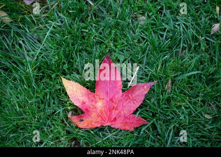 Guardando dritto verso il basso una vibrante foglia viola a cinque punte su erba verde profondo Foto Stock