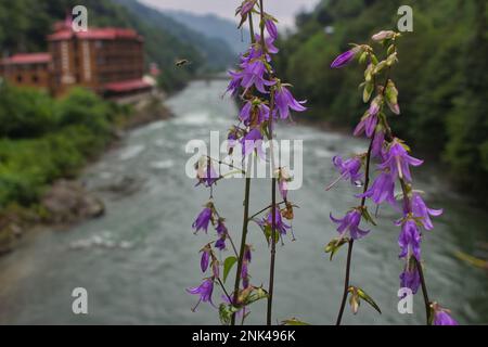 Primo piano di un campanellino viola di Rapunzel, un'ape vola verso di esso, sullo sfondo diffondere un fiume con alberi ai bordi. Foto Stock